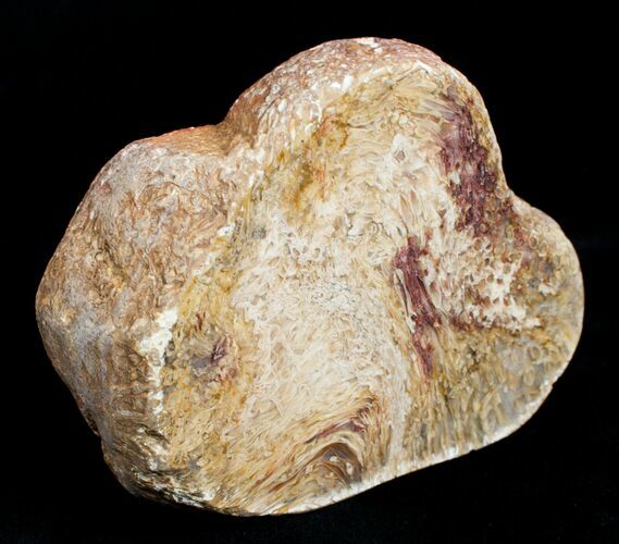 Osmunda Petrified Wood End Slice With Heart #3402